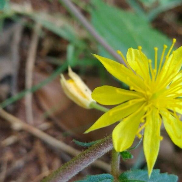 Corchorus hirtus Flower
