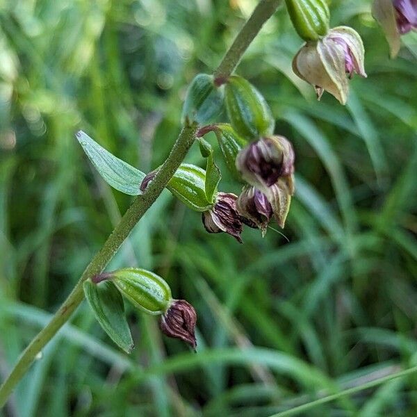 Epipactis helleborine Fruit