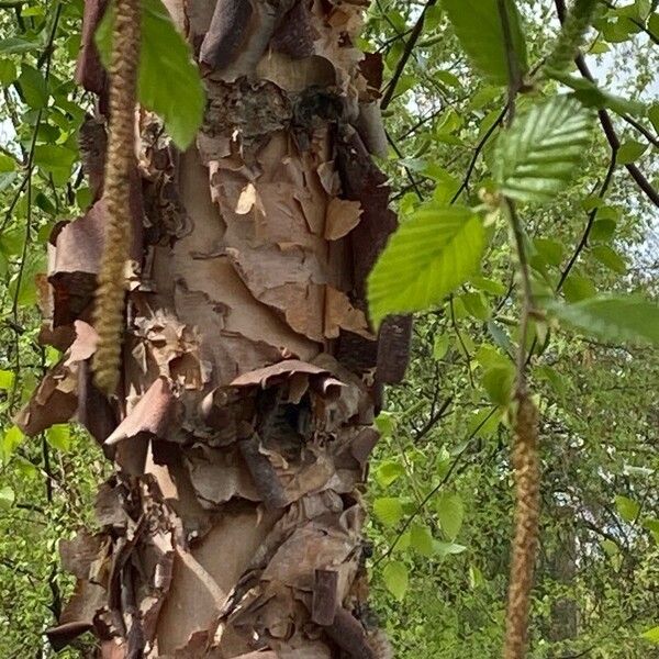 Betula nigra Flor