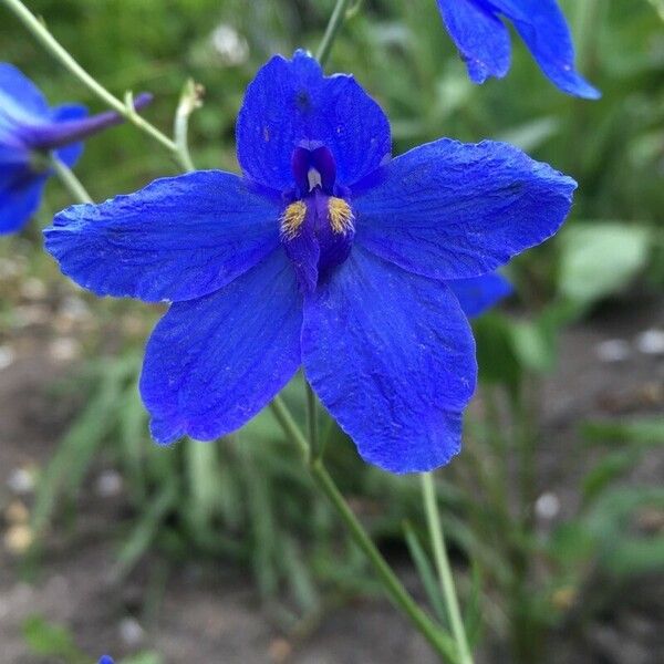 Delphinium grandiflorum Blüte