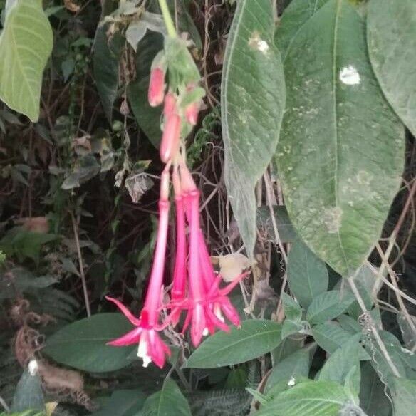 Fuchsia boliviana Цветок