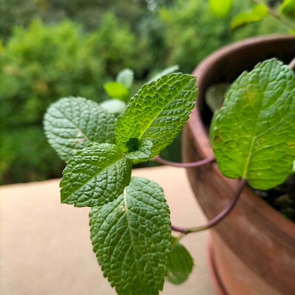 Mentha × rotundifolia Blad