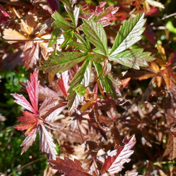 Potentilla erecta Leaf