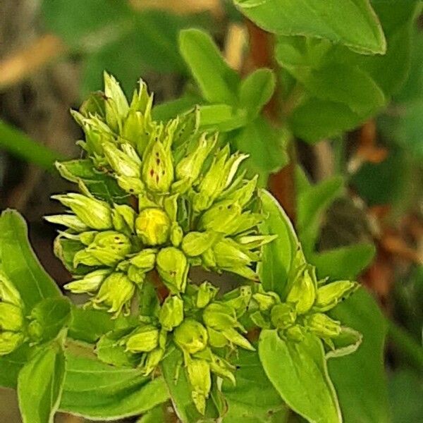 Hypericum tetrapterum Kukka