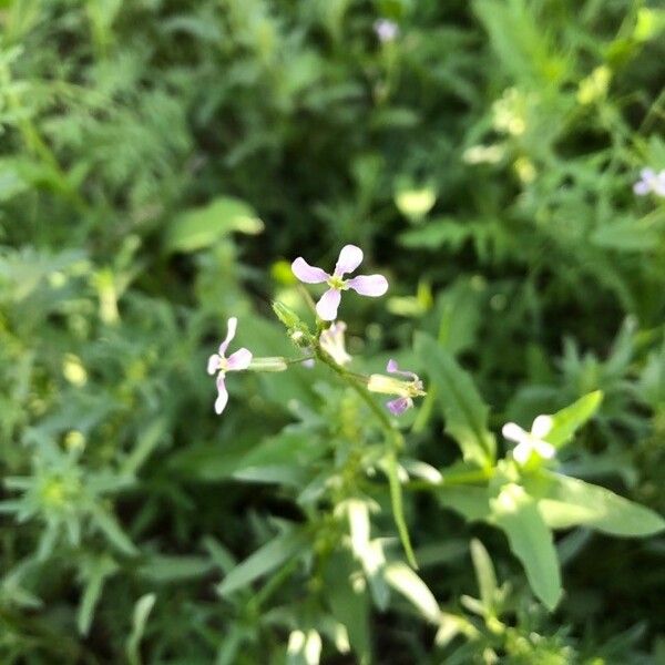 Chorispora tenella Blodyn