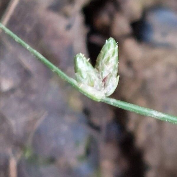 Isolepis cernua Кветка