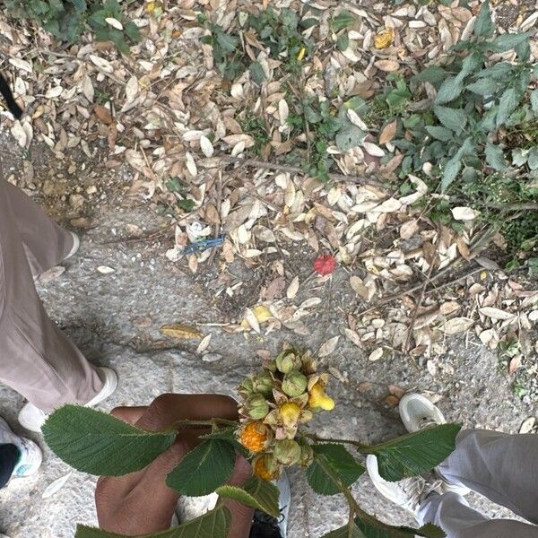 Rubus ellipticus Cvet