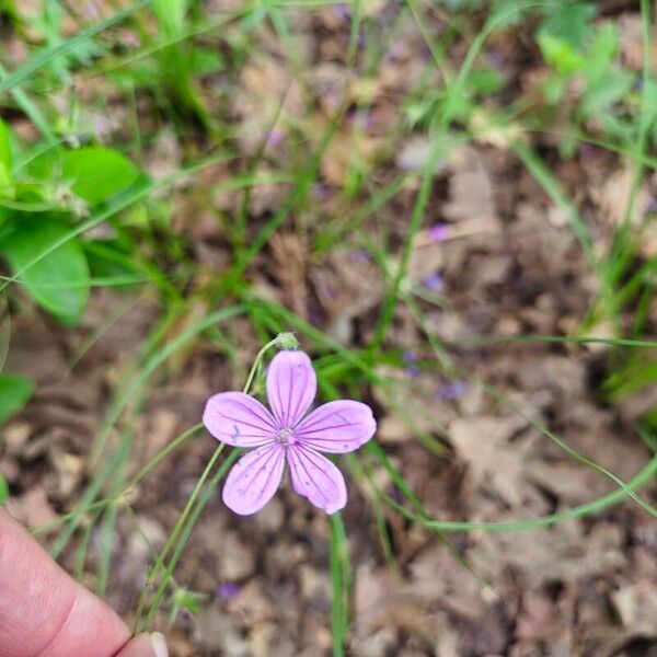 Geranium asphodeloides Blüte