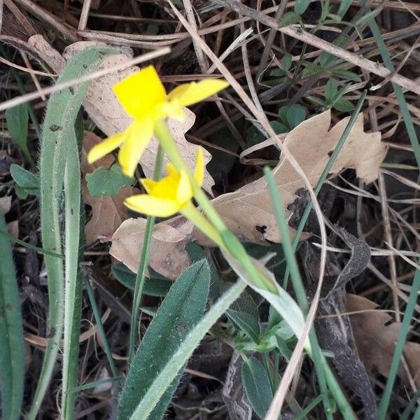 Narcissus assoanus Floro