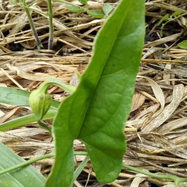 Aristolochia pilosa Bloem