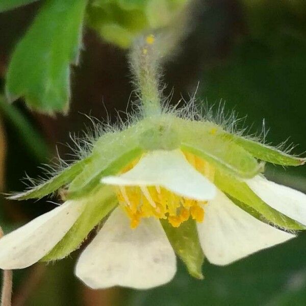 Potentilla sterilis Fleur