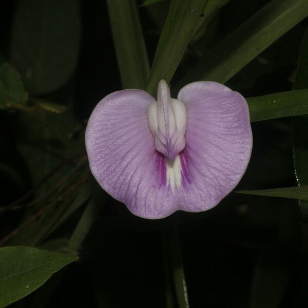 Centrosema pubescens Blomst