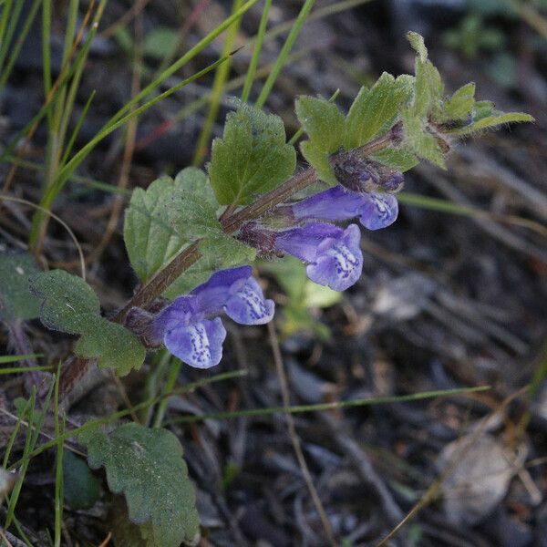 Scutellaria tuberosa Hábito