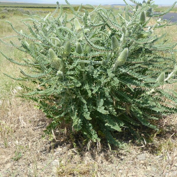 Astragalus alopecurus برگ