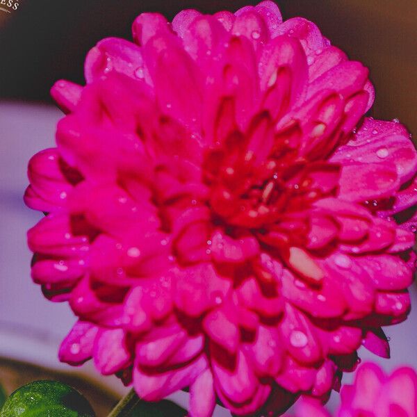 Chrysanthemum × grandiflorum പുഷ്പം