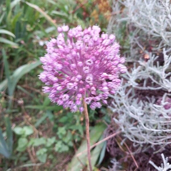 Allium ampeloprasum പുഷ്പം