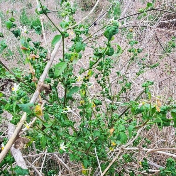 Solanum douglasii Leaf