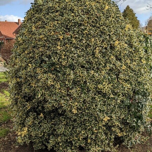 Ilex aquifolium Celota