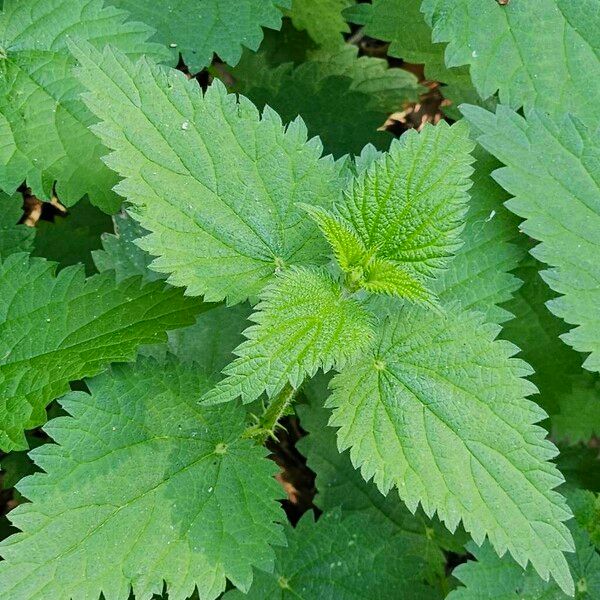 Urtica dioica Folio