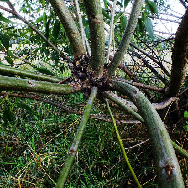 Salix lucida Rinde