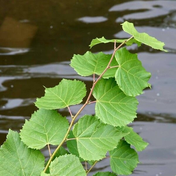 Tilia tomentosa Ліст