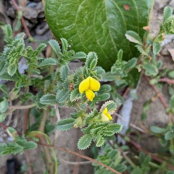 Ononis variegata Flower