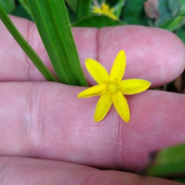 Hypoxis decumbens Flor