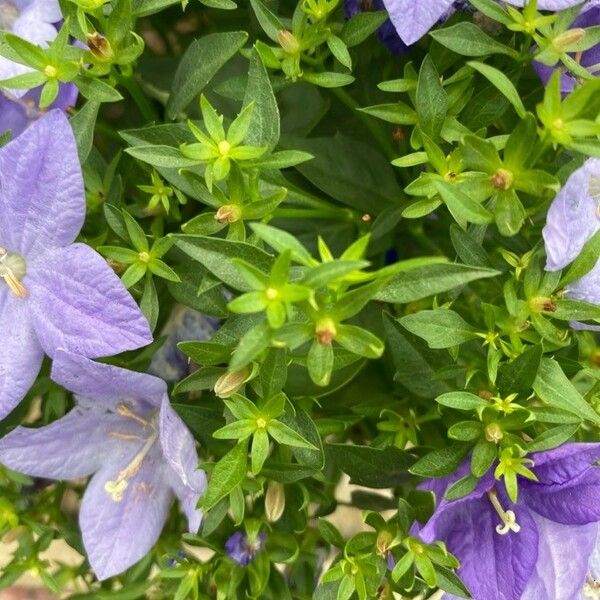 Campanula carpatica Folla