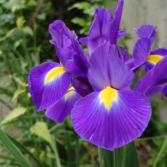 Iris xiphium ᱵᱟᱦᱟ