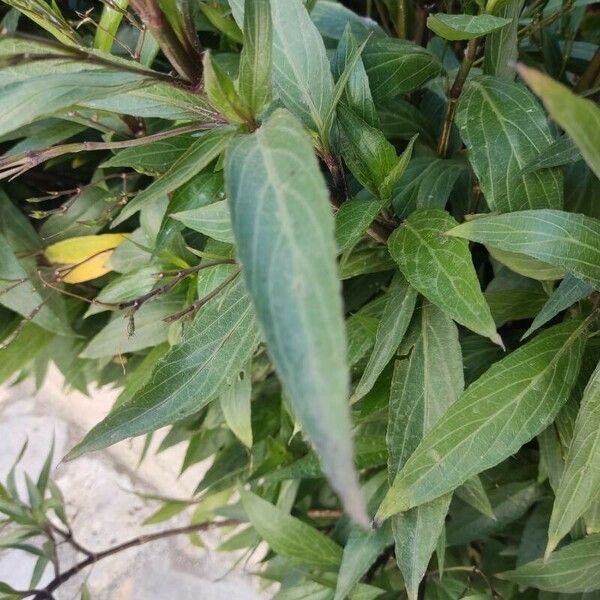 Ruellia simplex Leaf