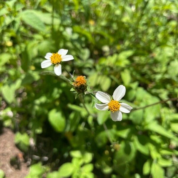 Bidens alba Žiedas