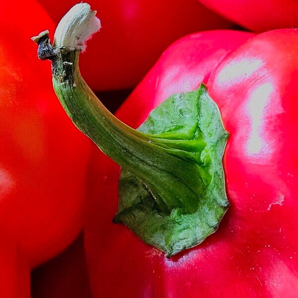 Capsicum annuum Kôra