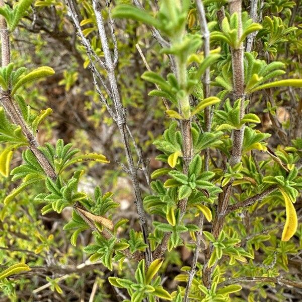 Satureja cuneifolia Blad