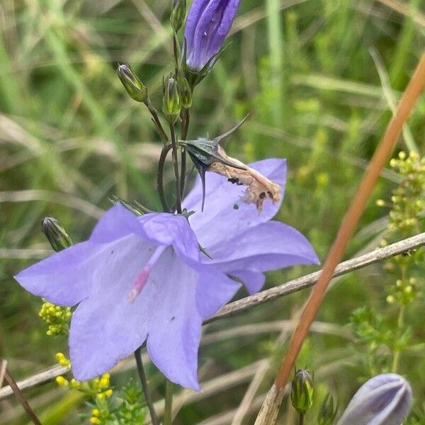 Campanula rotundifolia Flower