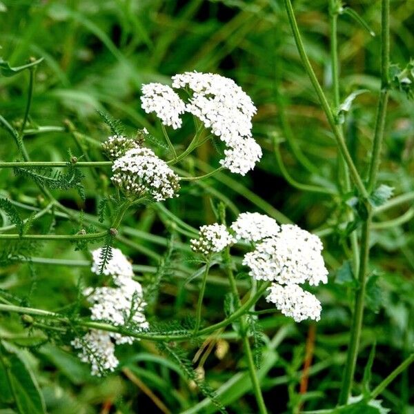 Achillea setacea Ліст