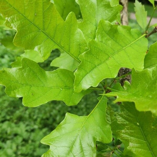 Quercus lyrata Hoja