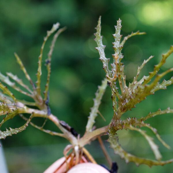 Najas marina Plante entière