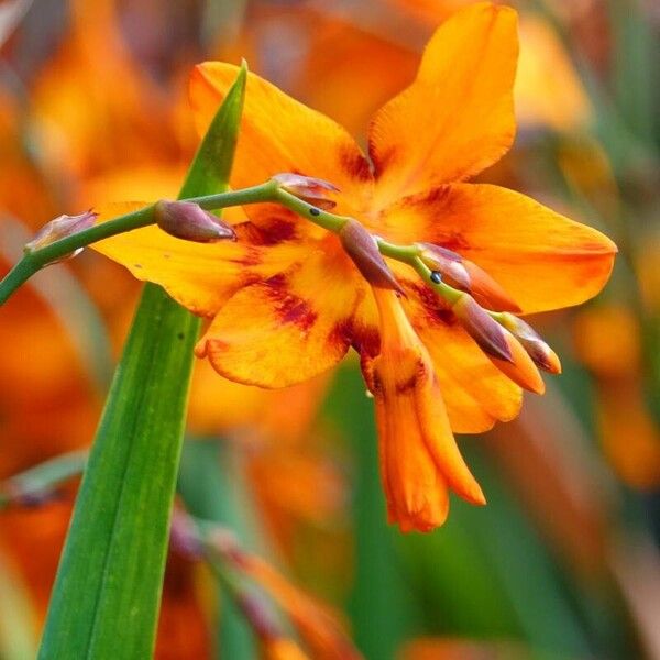 Crocosmia × crocosmiiflora Flower