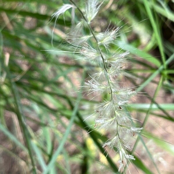 Cenchrus orientalis Flower