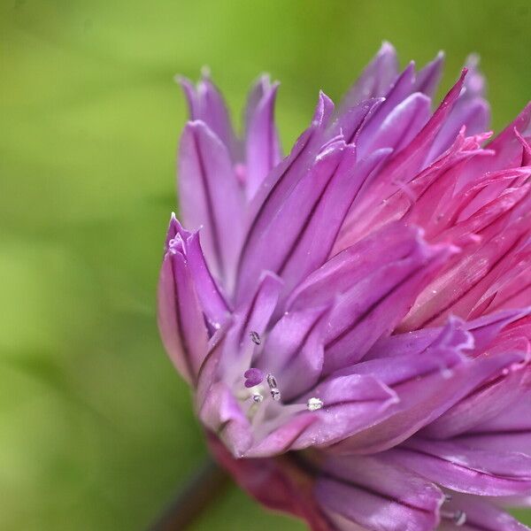 Allium schoenoprasum Kwiat