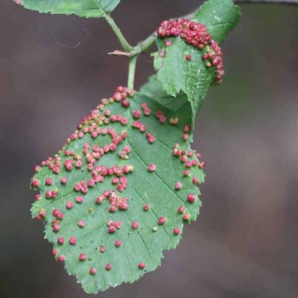 Alnus incana Ліст