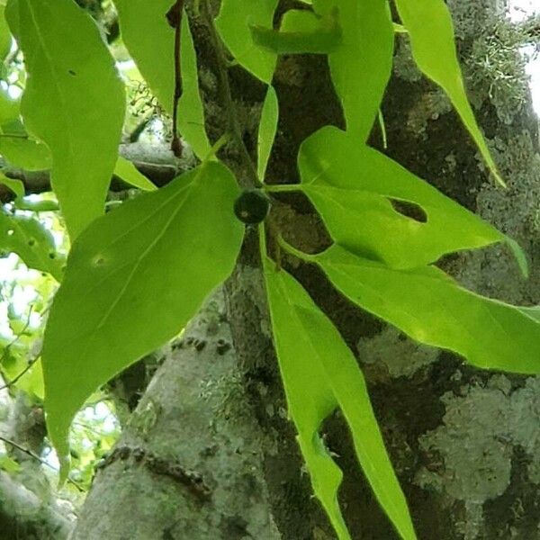 Celtis laevigata Blad