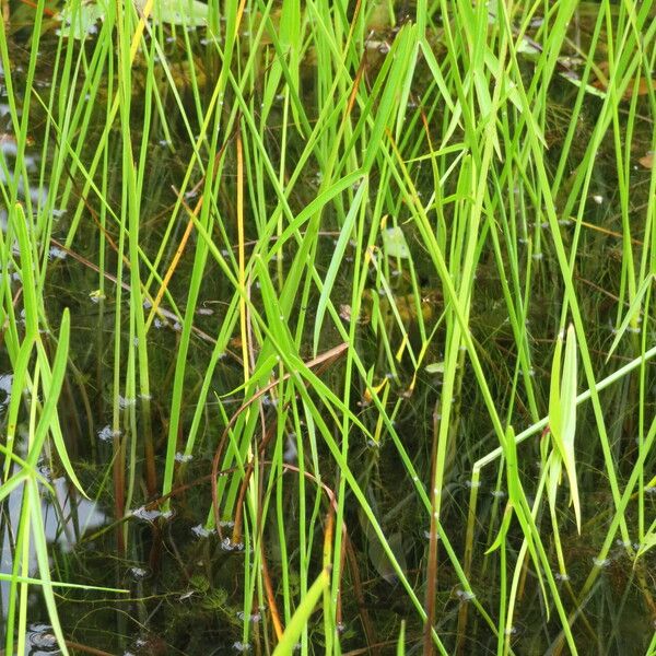 Butomus umbellatus Leaf