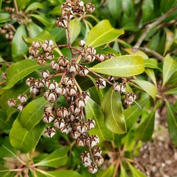 Pieris japonica ᱡᱚ