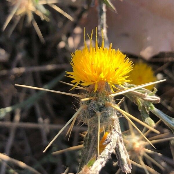 Centaurea solstitialis Flower