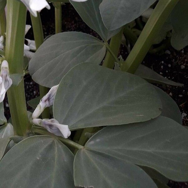 Vicia faba Hostoa