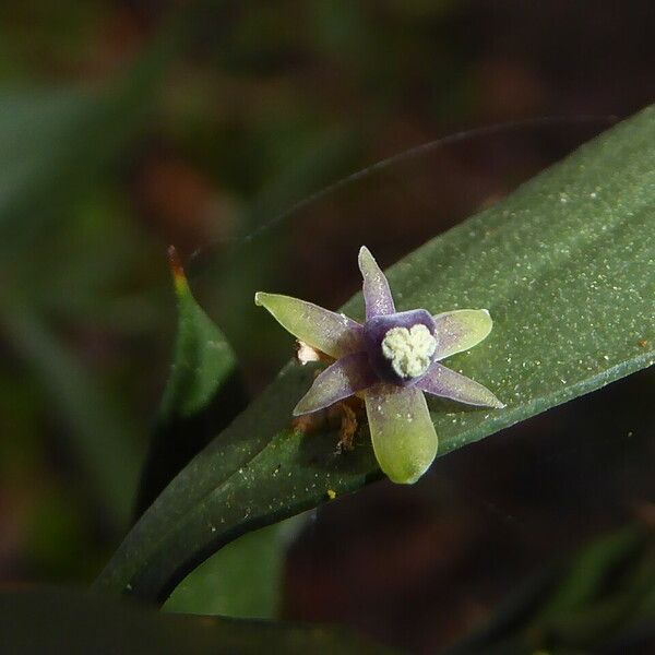 Ruscus aculeatus Flower