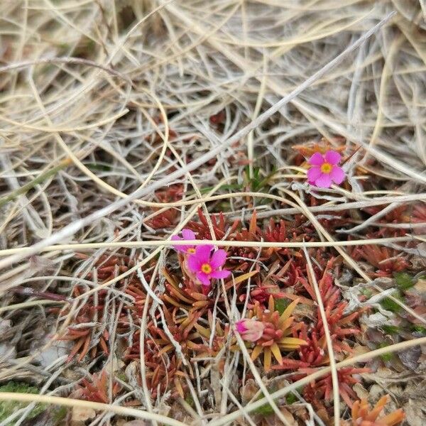 Androsace laggeri Flower