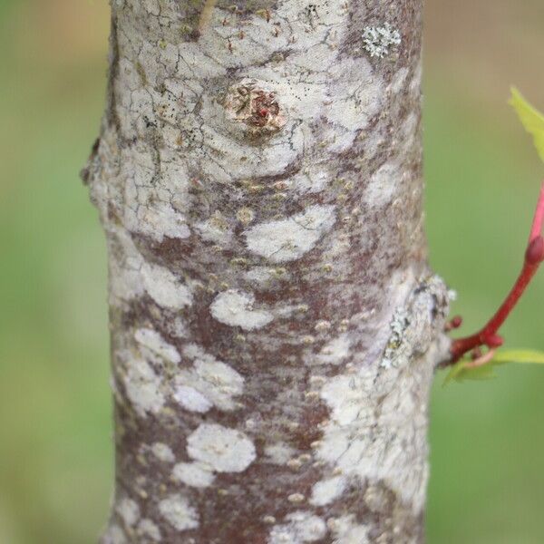 Tilia amurensis Bark