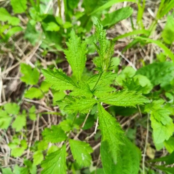 Geum laciniatum Лист